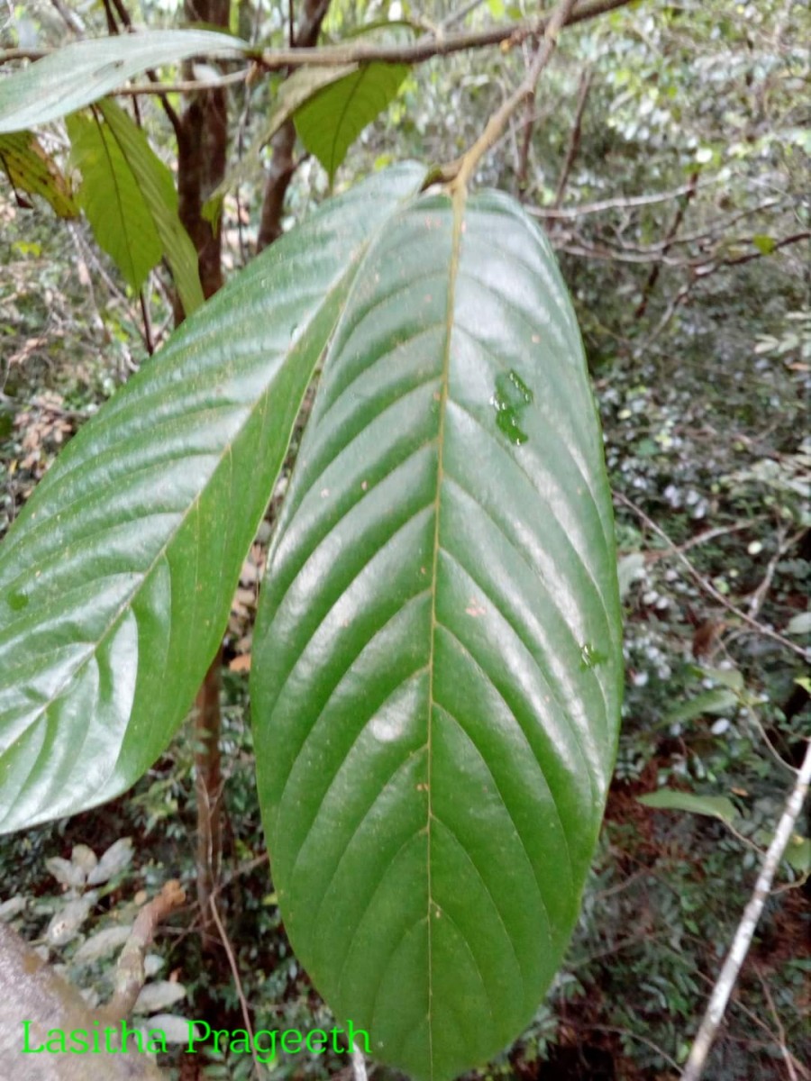 Monoon acuminatum (Thwaites) B.Xue & R.M.K.Saunders